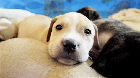 10 Puppies Orphaned After Losing Mom Are Hand Raised By