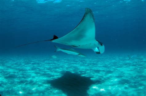 Environmental Monitor Learning To Filter Water—by Studying Manta Rays