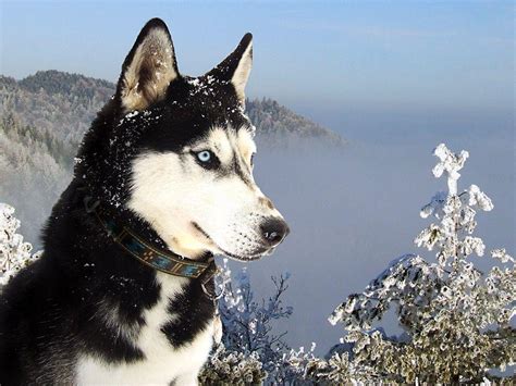 Siberian Husky Wallpapers Wallpaper Cave