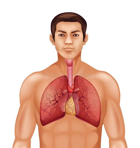 Sistema Respiratório Humano Ilustração Stock Ilustração de pulmonar esquerdo
