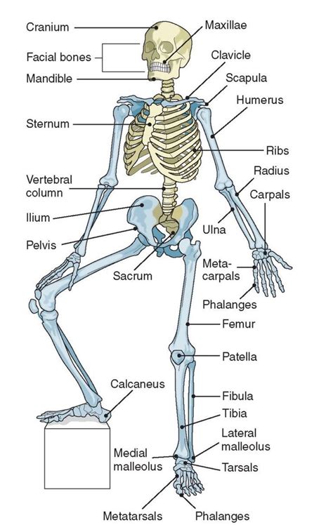 Label Bones Of The Body