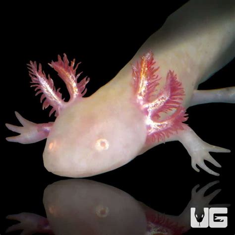 Albino Axolotls Ambystoma Mexicanum For Sale Underground Reptiles