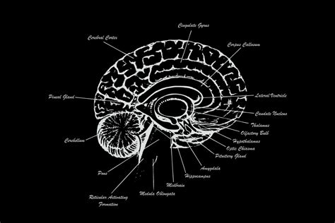 Brain Anatomy Wallpaper