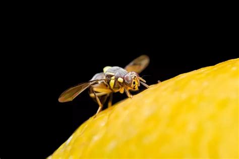 Do Fruit Flies Bite Unveiling The Truth