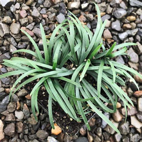 Ophiopogon Japonicus Nana Dwarf Mondo Grass 35 Pot Little Prince To Go
