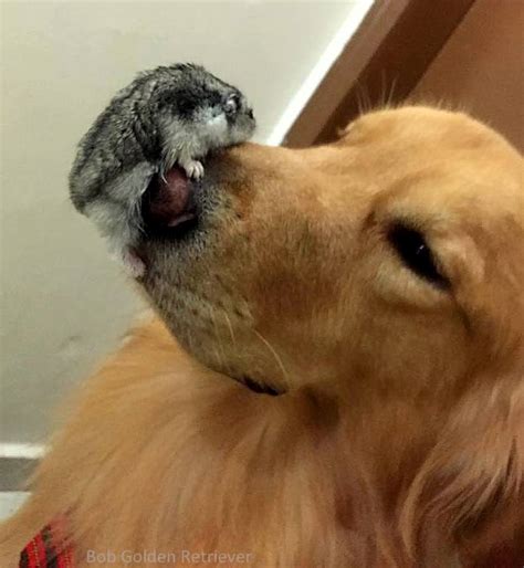 Golden Retriever Is Bffs With Eight Birds And A Hamster
