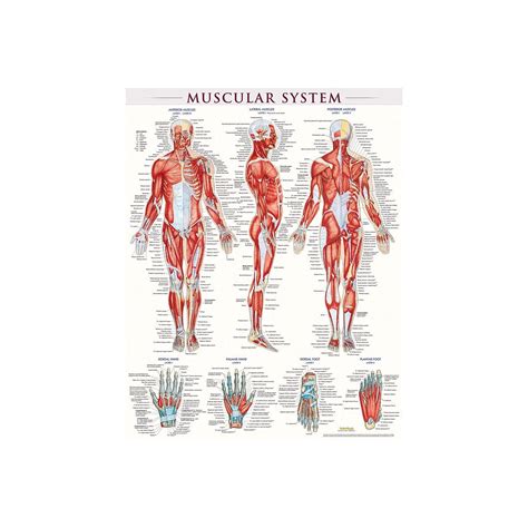 Barcharts Inc Quickstudy Muscular System Poster Reference Set
