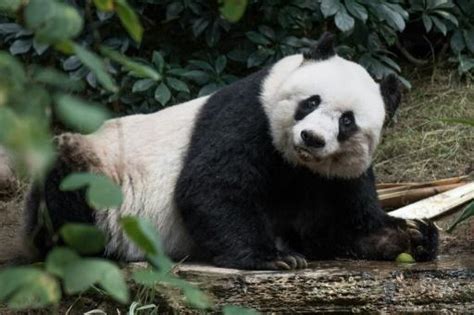 Jia Jia The Worlds Oldest Captive Giant Panda Dies Greenareame