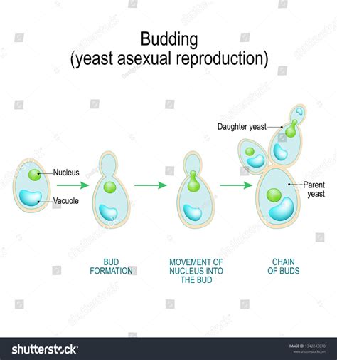 Budding Asexual Reproduction Yeast Cell Cross Stock Vector Royalty Free 1342243070 Shutterstock