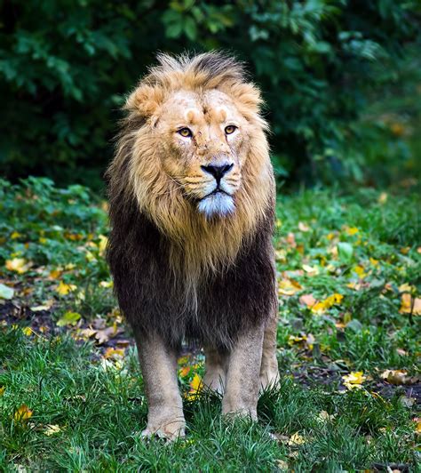 Magnificent Male Asiatic Lion Photographed At Chester Zoo Flickr
