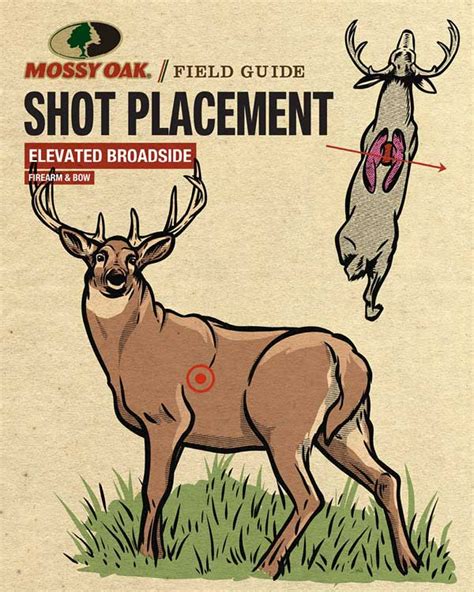 Where To Shoot A Deer Mossy Oak