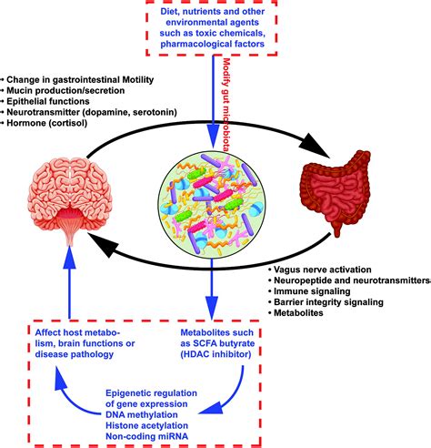 Gut Microbiome Mediated Epigenetic Regulation Of Brain Disorder And