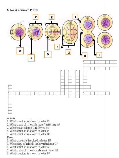 Mitosis Crossword Puzzle Brainlyph
