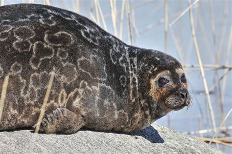 Foca Anillada Del Lago Saimaa Guía De Turismo De Finlandia