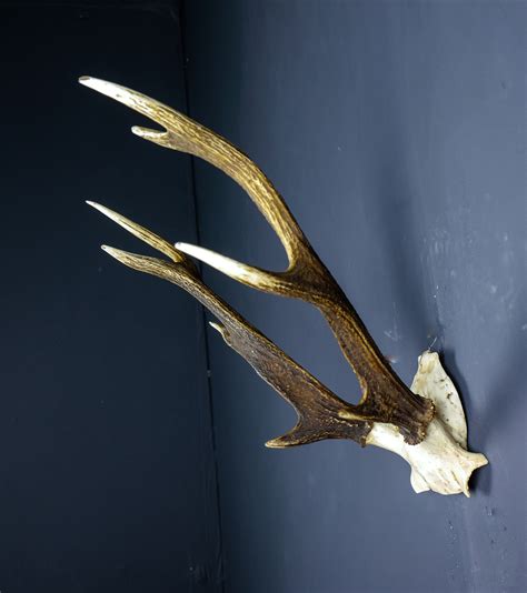 Japanese Sika Deer Skull Cap And Abnormal Antlers Ahs360 Antlers
