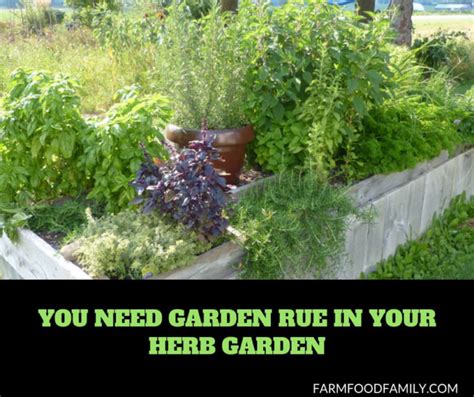 Rue Herb How To Grow And Care For Rue Plants