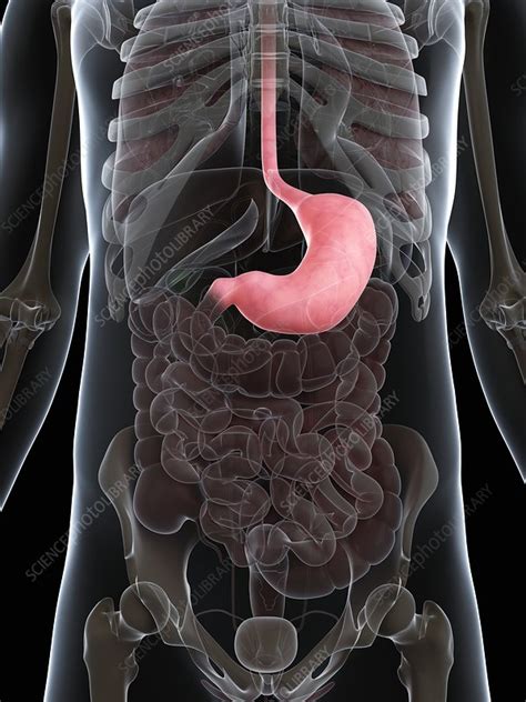 Healthy Stomach Artwork Stock Image F0068409 Science Photo Library