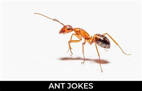 65 Ant Jokes To Make Fun Jokojokes
