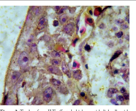 Pdf Tissue Tropism And Pathobiology Of Infectious Laryngotracheitis