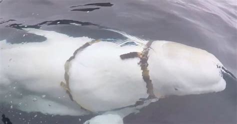 Beluga Whale May Be Russian Military Asset Norway Says Task And Purpose