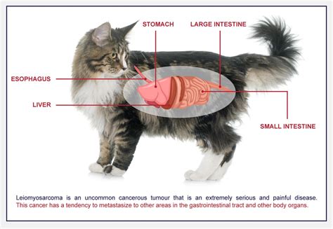 Signs Of Cat Stomach Cancer Most Common Types Of Cancer In Cats Signs