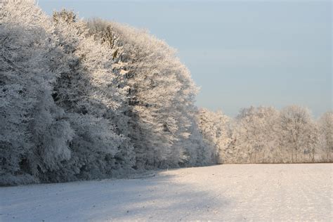 Free Images Tree Nature Snow Sunlight Morning Hill Frost Ice