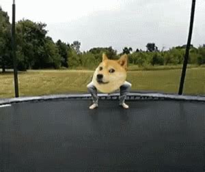 The best advantage of memes is that they always keep you entertained regardless of your situation. Doge Meme GIFs | Tenor