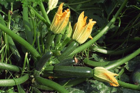 This means that for some reason, the flowers on your zucchini plant were not properly pollinated and the fruit was unable to produce seeds. Guia De La Planta del Calabacín