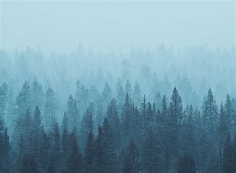 Misty Forest Blue Wallpaper Happywall