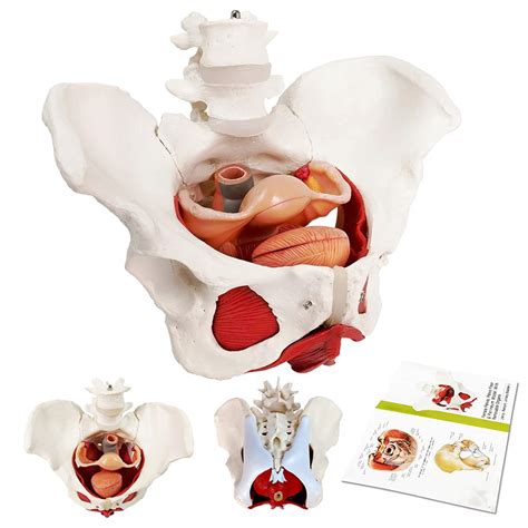 Buy Female Pelvis And Perineum Model With Removable Organs Magnetic