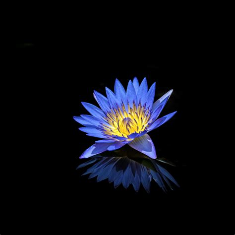 Download Wallpaper 2932x2932 Blue Water Lily Reflections Portrait