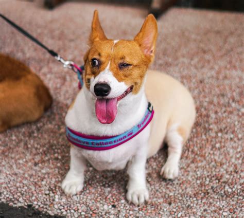 Becoming A Dog Influencer: The Step-By-Step Guide - Everythingdogs