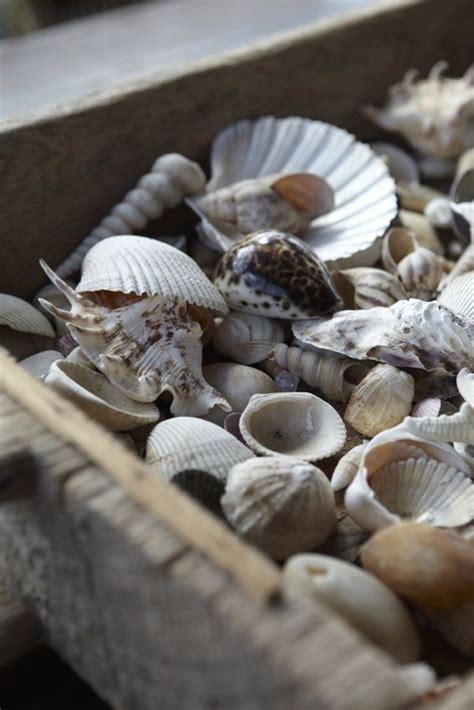 Beach Living~ Sea Shells Sea Shells Cottages By The Sea House By