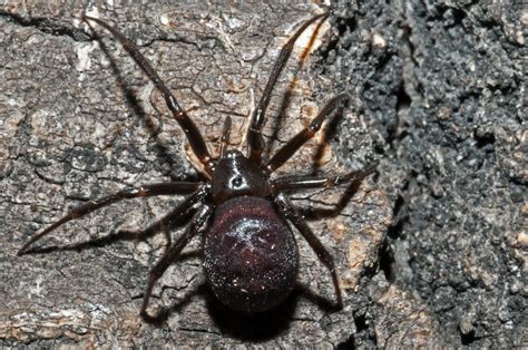 Bugs Of Mackie False Black Widow Steatoda Grossa