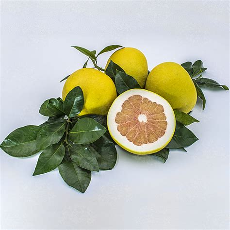 Chandler Pomelo Oscar Tintori Nurseries Worldwide Citrus Plants