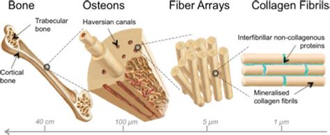 Hierarchical Levels Of Bone Structure At Different Scales From
