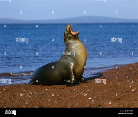 Galapagos Sea Lion Zalophus Californianus Wollebaeki Zalophus