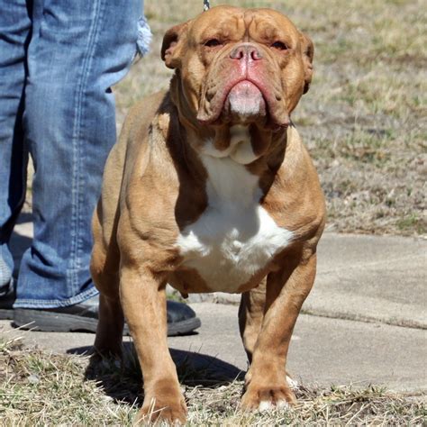 A leavitt bulldog has a very stable, friendly and loving temperament well suited as a family member, some even qualifying as therapy dogs. Evolution Olde English Bulldogges - Olde English Bulldogge ...