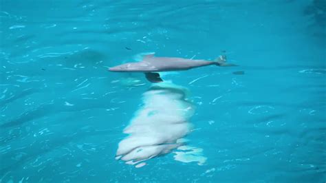 cheers as beluga whale gives birth at chicago aquarium [video]
