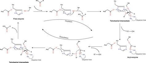 Catalytic Mechanism Of Lipases Download Scientific Diagram
