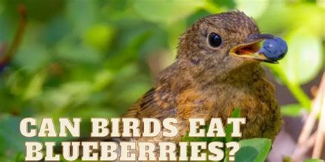 Can Birds Eat Blueberries Recommended Or Not