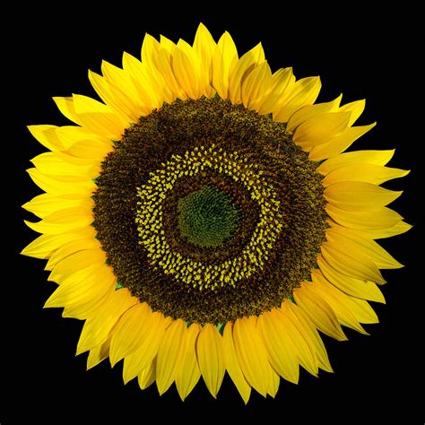 Giant Sunflower Photograph By Greg West