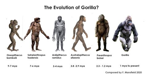 Pan And Gorilla Ancestors