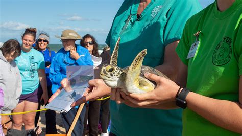 Rehabilitated Sea Turtles Released To Ocean In Vero Beach Nbc 6 South