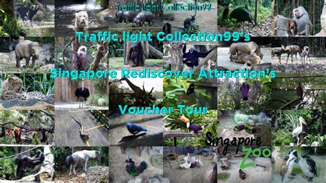 Singapore Zoo Rediscover Attraction Voucher Tour Youtube