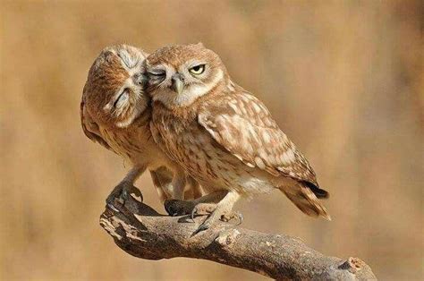Owl Pair Animals Cute Animals Owl Photography
