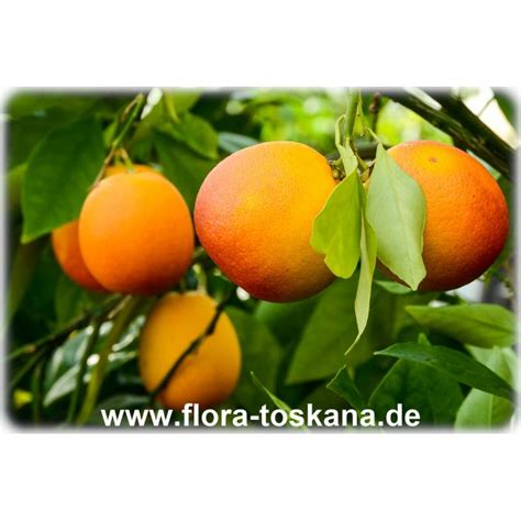 Citrus Sinensis Sanguinello Xxl Blood Orange Flora Toskana