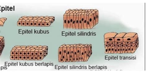 Google has many special features to help you find exactly what you're looking for. Jaringan Hewan - YouTube