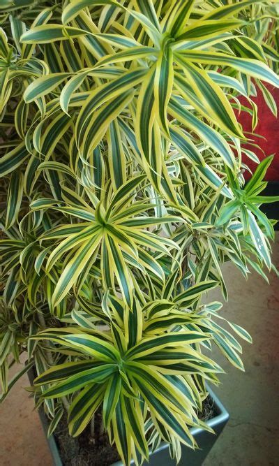 Pleomele Plant Song Of India Indoor Tropical Plants