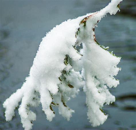 Snow Covered Pine Tree Branch Photograph By Optical Playground By Mp Ray